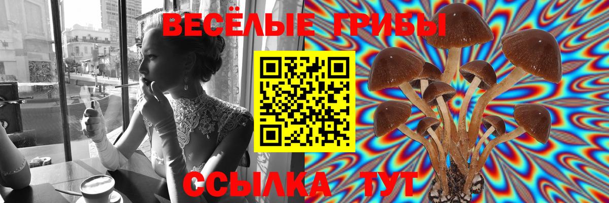 Галлюциногенные грибы Psilocybe Новочеркасск